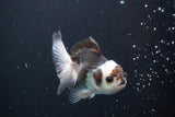 Juvenile Thai Oranda  Panda 3.5 Inch (ID#913To13b-47) Free2Day SHIPPING. Please see notes