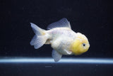 Yuan Bao Oranda  Calico 3.5 Inch (ID#0110Yb10b-82) Free2Day SHIPPING