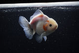 Yuan Bao Oranda  Sakura 5 Inch (ID#1115Yb10b-48) Free2Day SHIPPING