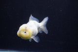 Yuan Bao Oranda  Calico 3.5 Inch (ID#0110Yb10b-82) Free2Day SHIPPING