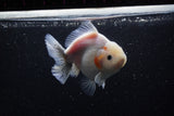 Yuan Bao Oranda  Sakura 5 Inch (ID#1115Yb10b-48) Free2Day SHIPPING