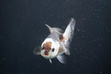 Juvenile Thai Oranda  Panda 3.5 Inch (ID#913To13b-47) Free2Day SHIPPING. Please see notes