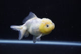 Yuan Bao Oranda  Calico 3.5 Inch (ID#0110Yb10b-82) Free2Day SHIPPING