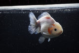 Yuan Bao Oranda  Sakura 5 Inch (ID#1115Yb10b-48) Free2Day SHIPPING