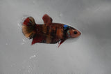 Juvenile Lionchu  Red White 3.5 Inch (ID#318R11a-8) Free2Day SHIPPING