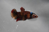 Juvenile Lionchu  Red White 3.5 Inch (ID#318R11a-8) Free2Day SHIPPING