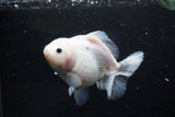 Yuan Bao Oranda  Sakura 5 Inch (ID#1115Yb10b-48) Free2Day SHIPPING