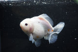 Yuan Bao Oranda  Sakura 5 Inch (ID#1115Yb10b-48) Free2Day SHIPPING