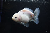 Yuan Bao Oranda  Sakura 5 Inch (ID#1115Yb10b-48) Free2Day SHIPPING