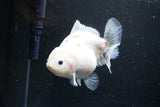 Yuan Bao Oranda  Sakura 5 Inch (ID#1115Yb10b-48) Free2Day SHIPPING