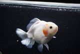 Yuan Bao Oranda  Sakura 5 Inch (ID#1115Yb10b-48) Free2Day SHIPPING