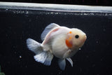 Yuan Bao Oranda  Sakura 5 Inch (ID#1115Yb10b-48) Free2Day SHIPPING