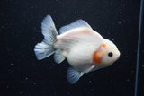 Yuan Bao Oranda  Sakura 5 Inch (ID#1115Yb10b-48) Free2Day SHIPPING