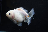 Yuan Bao Oranda  Sakura 5 Inch (ID#1115Yb10b-48) Free2Day SHIPPING