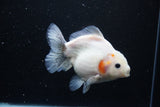 Yuan Bao Oranda  Sakura 5 Inch (ID#1115Yb10b-48) Free2Day SHIPPING