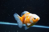 Yuan Bao Oranda  Sakura 5 Inch (ID#1115Yb10b-49) Free2Day SHIPPING