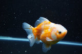 Yuan Bao Oranda  Sakura 5 Inch (ID#1115Yb10b-49) Free2Day SHIPPING