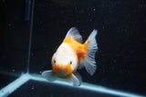 Yuan Bao Oranda  Sakura 5 Inch (ID#1115Yb10b-49) Free2Day SHIPPING