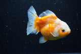 Yuan Bao Oranda  Sakura 5 Inch (ID#1115Yb10b-49) Free2Day SHIPPING