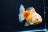 Yuan Bao Oranda  Sakura 5 Inch (ID#1115Yb10b-49) Free2Day SHIPPING