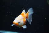 Yuan Bao Oranda  Sakura 5 Inch (ID#1115Yb10b-49) Free2Day SHIPPING