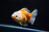 Yuan Bao Oranda  Sakura 5 Inch (ID#1115Yb10b-49) Free2Day SHIPPING