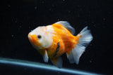 Yuan Bao Oranda  Sakura 5 Inch (ID#1115Yb10b-49) Free2Day SHIPPING