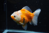 Yuan Bao Oranda  Sakura 5 Inch (ID#1115Yb10b-49) Free2Day SHIPPING