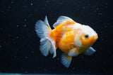 Yuan Bao Oranda  Sakura 5 Inch (ID#1115Yb10b-49) Free2Day SHIPPING