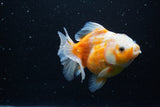 Yuan Bao Oranda  Sakura 5 Inch (ID#1115Yb10b-49) Free2Day SHIPPING