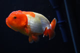 Juvenile Lionchu  Red White 3.5 Inch (ID#318R11b-10) Free2Day SHIPPING. Please see notes