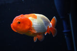 Juvenile Lionchu  Red White 3.5 Inch (ID#318R11b-10) Free2Day SHIPPING. Please see notes