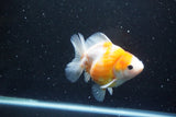 Yuan Bao Oranda  Sakura 4.5 Inch (ID#1119Yb10b-46) Free2Day SHIPPING