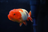 Juvenile Lionchu  Red White 3.5 Inch (ID#318R11b-10) Free2Day SHIPPING. Please see notes