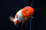 Juvenile Lionchu  Red White 3.5 Inch (ID#318R11b-10) Free2Day SHIPPING. Please see notes