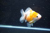 Yuan Bao Oranda  Sakura 4.5 Inch (ID#1119Yb10b-46) Free2Day SHIPPING