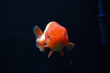 Juvenile Lionchu  Red White 3.5 Inch (ID#318R11b-10) Free2Day SHIPPING. Please see notes