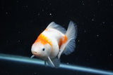 Yuan Bao Oranda  Sakura 4.5 Inch (ID#1119Yb10b-46) Free2Day SHIPPING