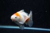 Yuan Bao Oranda  Sakura 4.5 Inch (ID#1119Yb10b-46) Free2Day SHIPPING