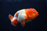 Juvenile Lionchu  Red White 3.5 Inch (ID#318R11b-10) Free2Day SHIPPING. Please see notes