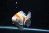 Yuan Bao Oranda  Sakura 4.5 Inch (ID#1119Yb10b-46) Free2Day SHIPPING