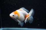 Yuan Bao Oranda  Sakura 4.5 Inch (ID#1119Yb10b-46) Free2Day SHIPPING