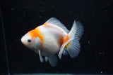 Yuan Bao Oranda  Sakura 4.5 Inch (ID#1119Yb10b-46) Free2Day SHIPPING