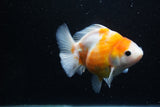 Yuan Bao Oranda  Sakura 4.5 Inch (ID#1119Yb10b-46) Free2Day SHIPPING