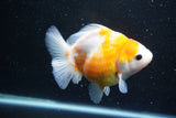 Yuan Bao Oranda  Sakura 4.5 Inch (ID#1119Yb10b-46) Free2Day SHIPPING