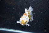 Yuan Bao Oranda  Kirin 4.5 Inch (ID#1119Yb10b-47) Free2Day SHIPPING