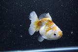 Yuan Bao Oranda  Kirin 4.5 Inch (ID#1119Yb10b-47) Free2Day SHIPPING