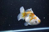 Yuan Bao Oranda  Kirin 4.5 Inch (ID#1119Yb10b-47) Free2Day SHIPPING