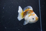 Yuan Bao Oranda  Kirin 4.5 Inch (ID#1119Yb10b-47) Free2Day SHIPPING