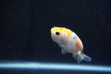 Baby Ranchu  Calico 2.5 Inch (ID#1029R7b-51) Free2Day SHIPPING